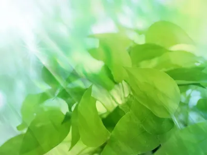 树木树林素材 树木树林素材
