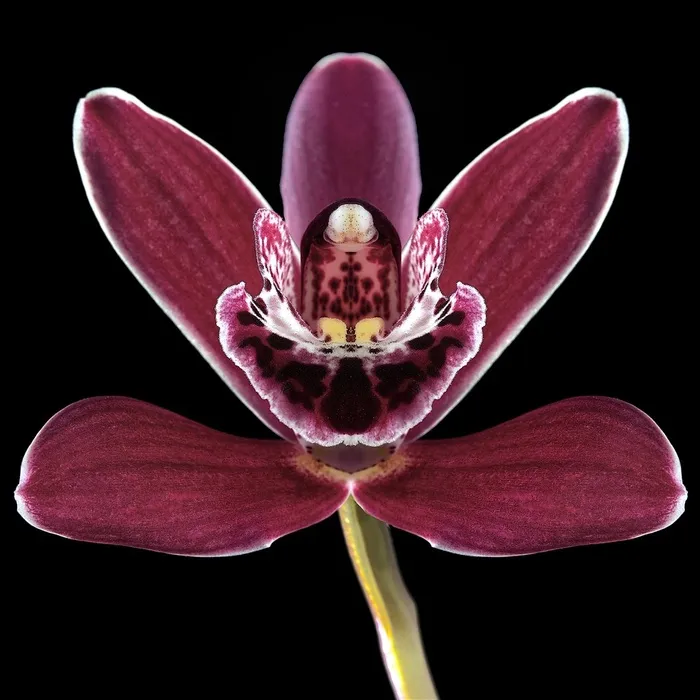 超高清蝴蝶兰鲜花图片