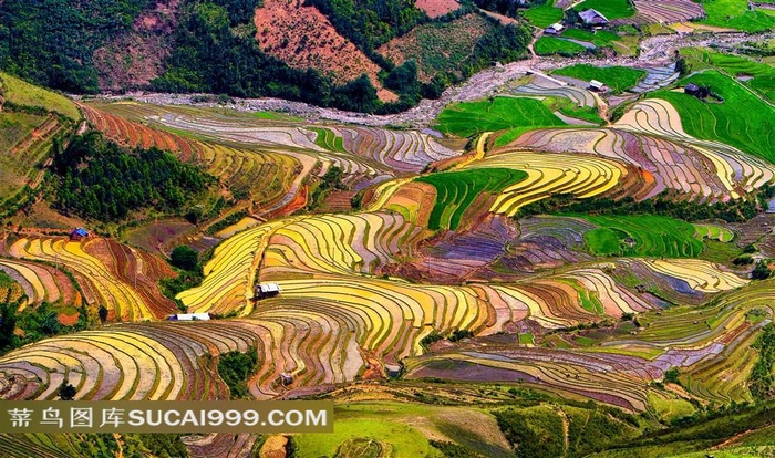 五彩斑斓丘陵梯田美景