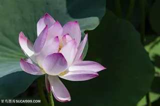 荷塘边还未完全盛开的荷花