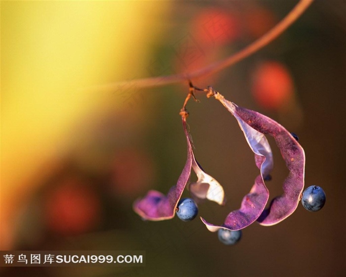 唯美扁豆素材图片