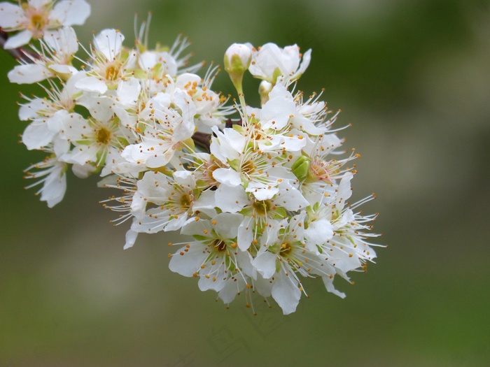 樱花特写高清图片