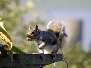 灰色可爱小松鼠图片