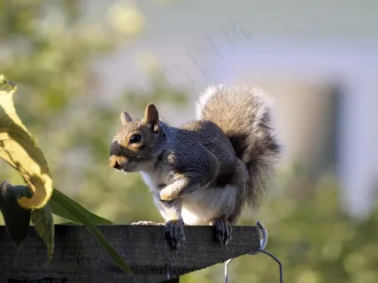 灰色可爱小松鼠图片 灰色可爱小松鼠图片