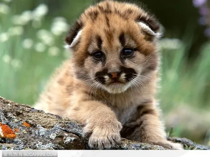 石头上爬这的幼虎