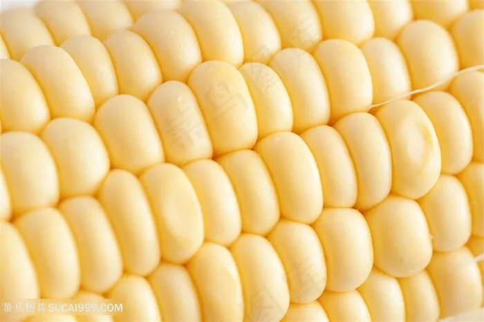 农作物玉米图片