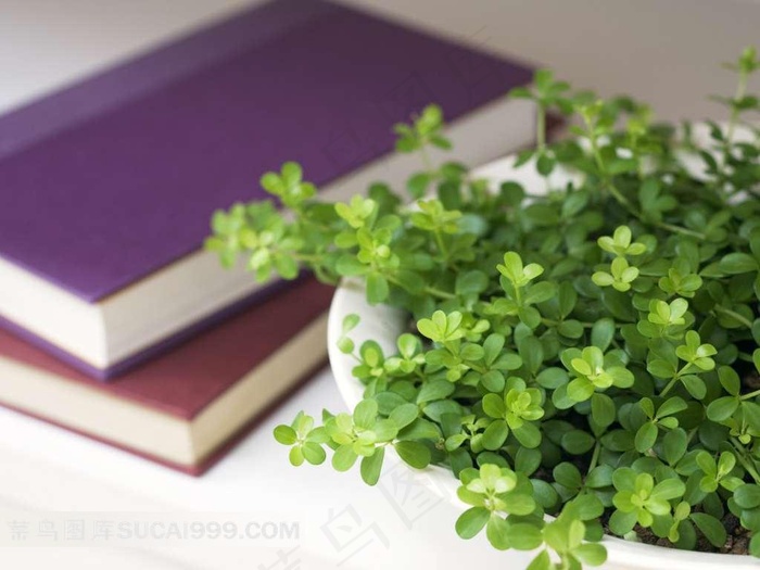 绿色植物和书本素材图片