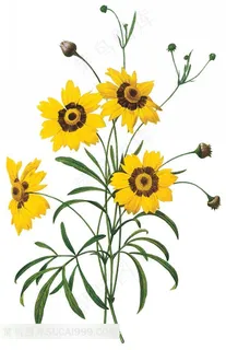 外国大师手绘黄色小菊花插图 外国大师手绘黄色小菊花插图