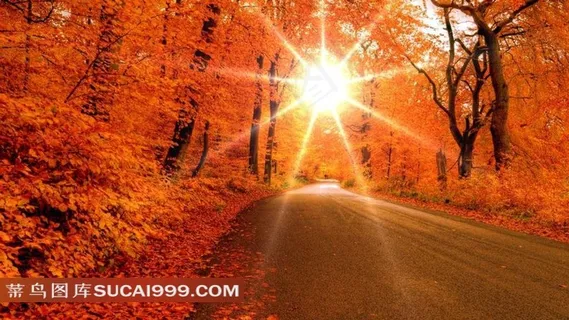 道路两旁的枫树林和太阳