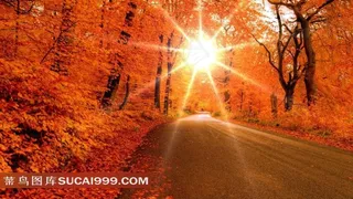 道路两旁的枫树林和太阳