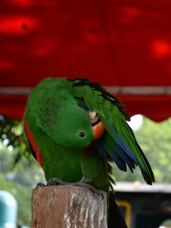 一只金刚鹦鹉 一只金刚鹦鹉