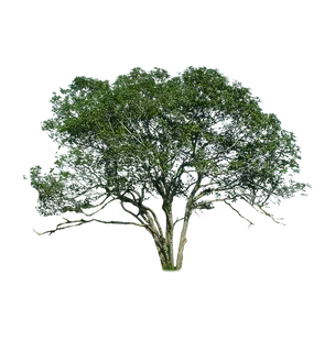 树木树枝树叶免扣素材