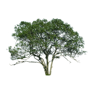 树木树枝树叶免扣素材