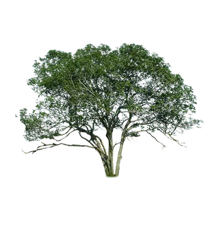 树木树枝树叶免扣素材