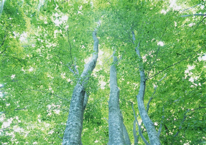 森林树木美丽风景素材