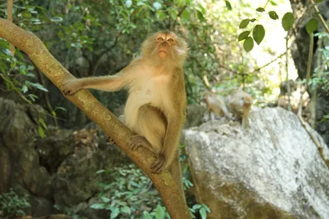 森林可爱猴子图片 森林可爱猴子图片