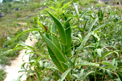 秋葵图片 秋葵图片