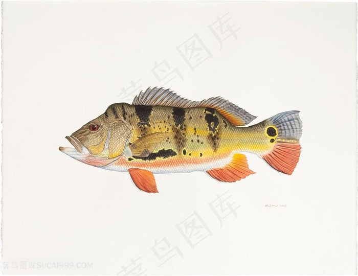 高清游鱼水彩插画