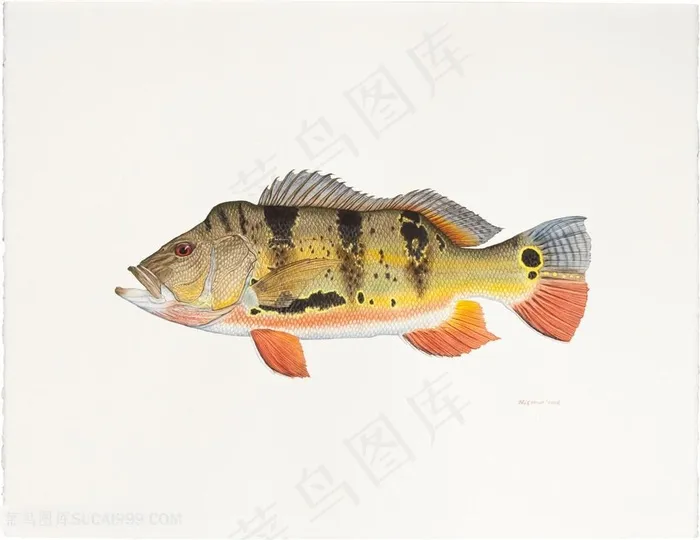 高清游鱼水彩插画
