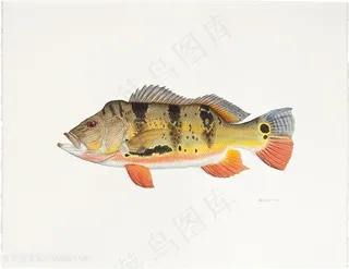 高清游鱼水彩插画