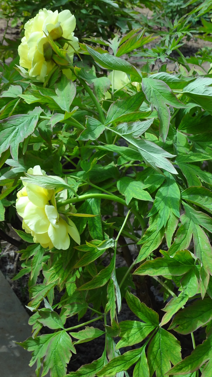 黄色牡丹花图片素材