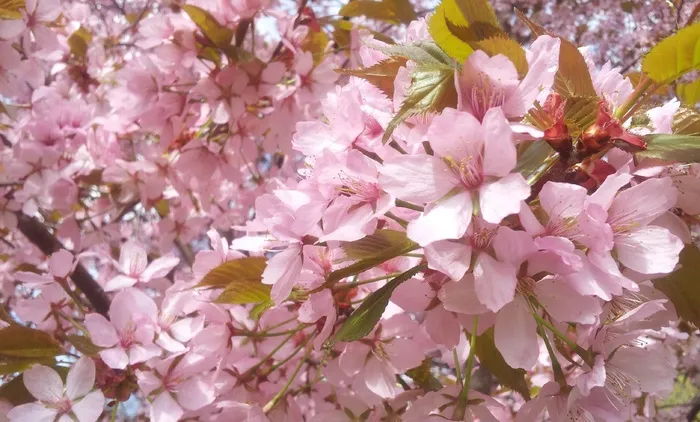 春天浪漫粉色樱花图片