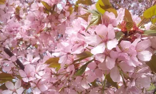 春天浪漫粉色樱花图片