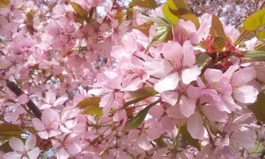 春天浪漫粉色樱花图片 春天浪漫粉色樱花图片
