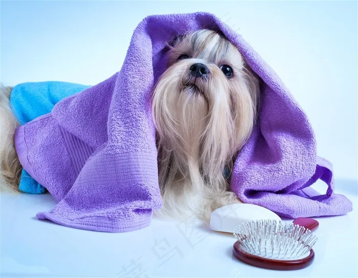 布雷猎犬狗狗图片