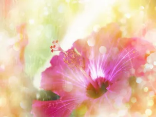 图片设计素材背景鸟语花香