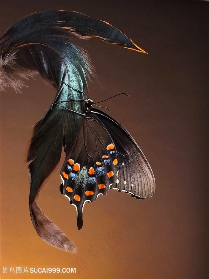 鸡尾巴毛上的昆虫蝴蝶图片