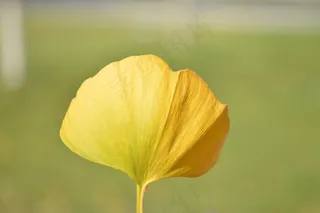 黄色银杏叶图片