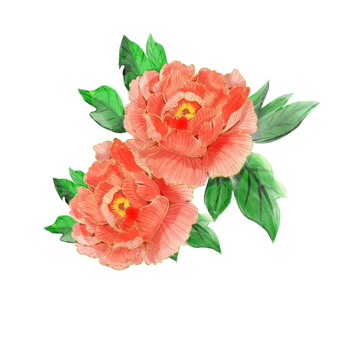 牡丹花插画