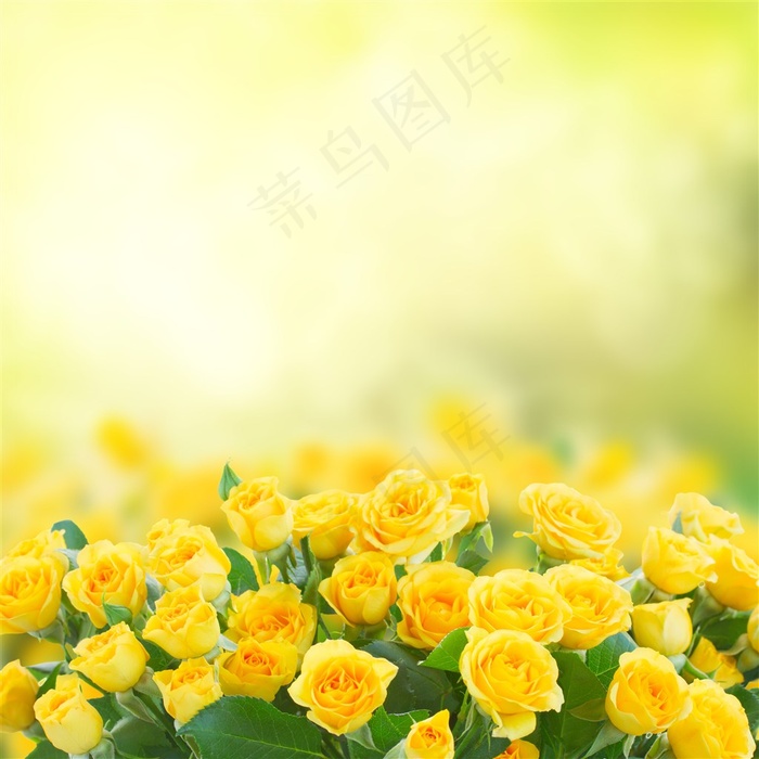 阳光下的黄玫瑰花图片