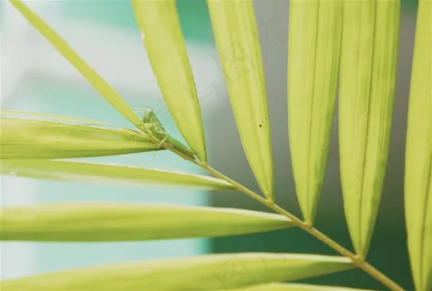 形态各异的蝗虫高清大图