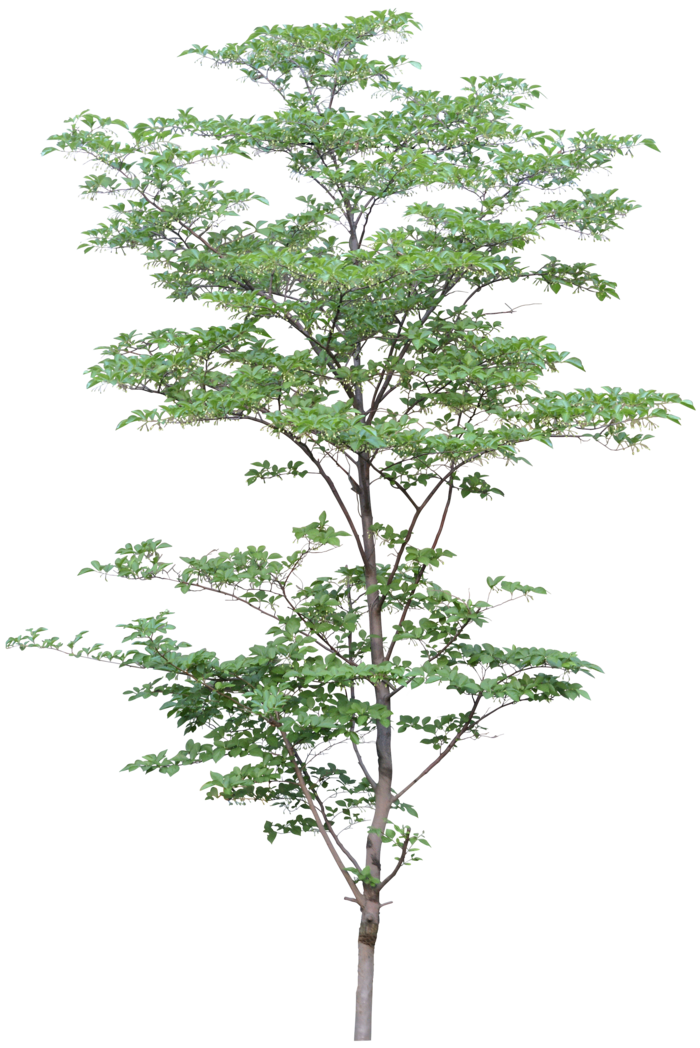 高清树木素材 免抠PSD植物素材 美术绘画园林贴图 树草灌木花草