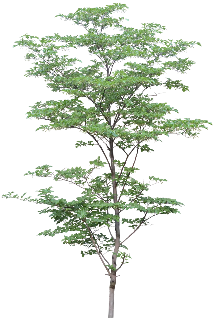 高清树木素材 免抠PSD植物素材 美术绘画园林贴图 树草灌木花草