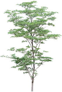 高清树木素材 免抠PSD植物素材 美术绘画园林贴图 树草灌木花草