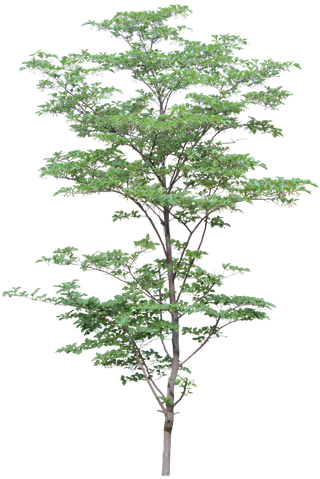 高清树木素材 免抠PSD植物素材 美术绘画园林贴图 树草灌木花草