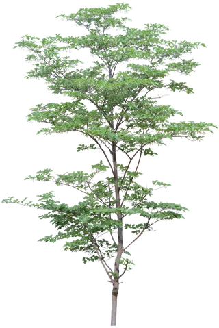 高清树木素材 免抠PSD植物素材 美术绘画园林贴图 树草灌木花草