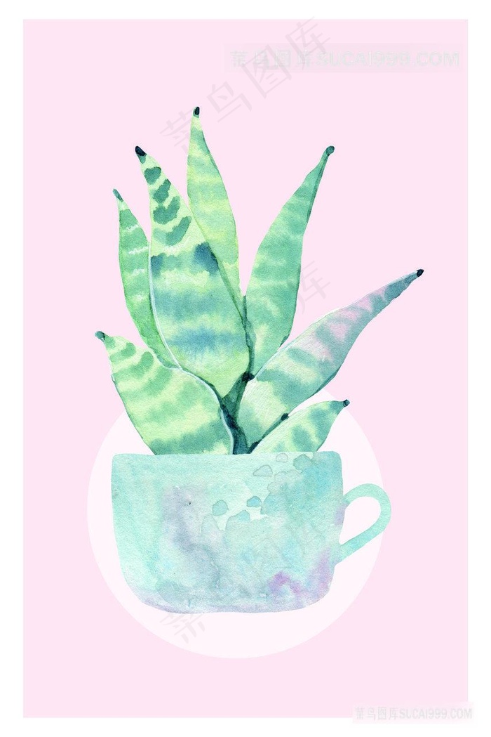 植物芦荟插画
