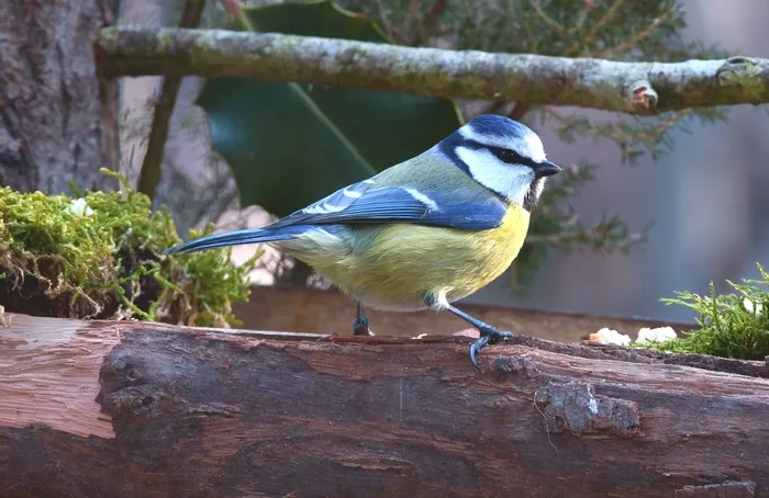 蓝色小雀鸟图片