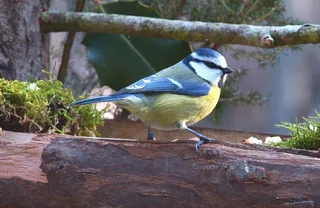 蓝色小雀鸟图片