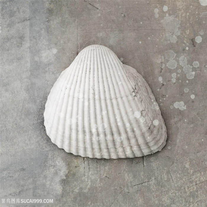 唯美黑白时尚贝壳艺术挂画