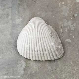 唯美黑白时尚贝壳艺术挂画