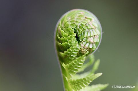 高清蕨类单支蕨类图 高清蕨类单支蕨类图