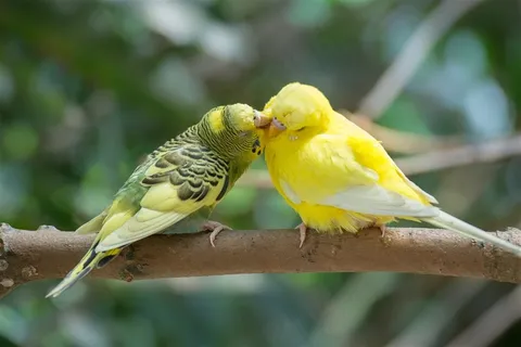 树枝上的两只可爱鹦鹉摄影 树枝上的两只可爱鹦鹉摄影