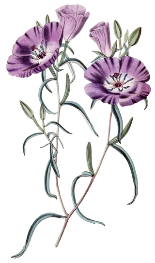 复古手绘植物花卉玫瑰花PNG免扣图案高清图片PS设计素材图