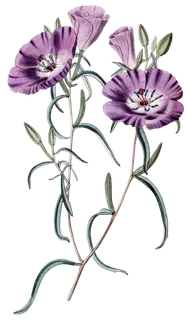 复古手绘植物花卉玫瑰花PNG免扣图案高清图片PS设计素材图 复古手绘植物花卉玫瑰花PNG免扣图案高清图片PS设计素材图