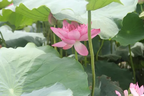 夏日荷花唯美图片 夏日荷花唯美图片